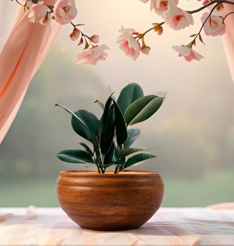 Lasaki Antique Bowl Small Brown Ceramic Pots | Indoor & Outdoor Flower Pot | Decorative Balcony, Home & Office Succulent Gamla (D - 15 X H - 8 Cm) (Plants Not Included) - Image 1