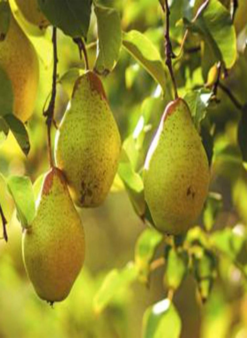 جي جوت 30/60 قطعة من بذور شجرة الكمثرى، فاكهة حلوة ولذيذة، نباتات بونساي للحديقة والمزرعة - 30 قطعة من بذور شجرة الكمثرى - Image 4