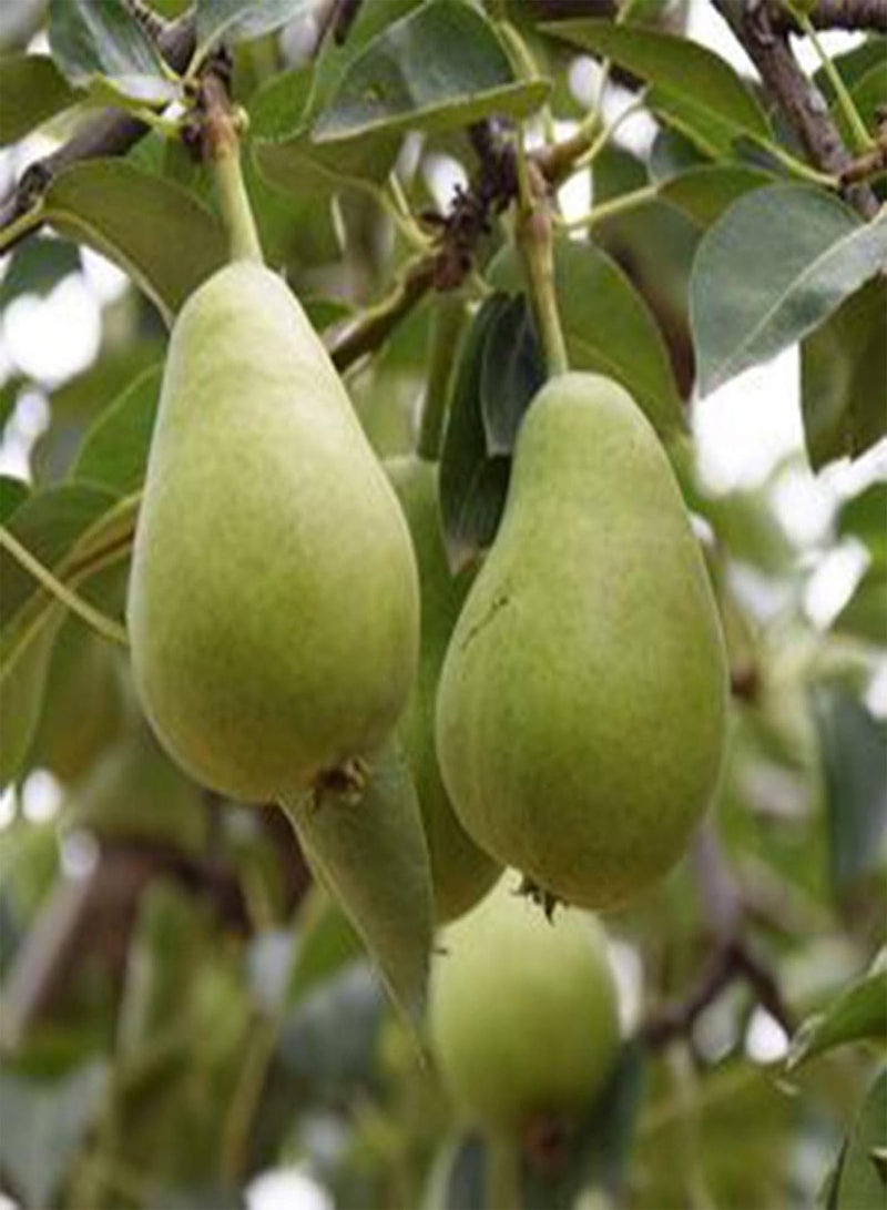 جي جوت 30/60 قطعة من بذور شجرة الكمثرى، فاكهة حلوة ولذيذة، نباتات بونساي للحديقة والمزرعة - 30 قطعة من بذور شجرة الكمثرى - Image 3