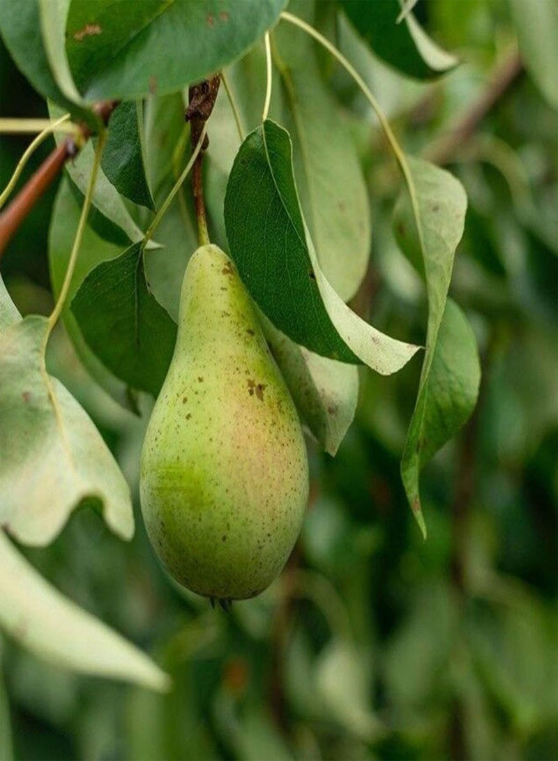 جي جوت 30/60 قطعة من بذور شجرة الكمثرى، فاكهة حلوة ولذيذة، نباتات بونساي للحديقة والمزرعة - 30 قطعة من بذور شجرة الكمثرى - Image 5