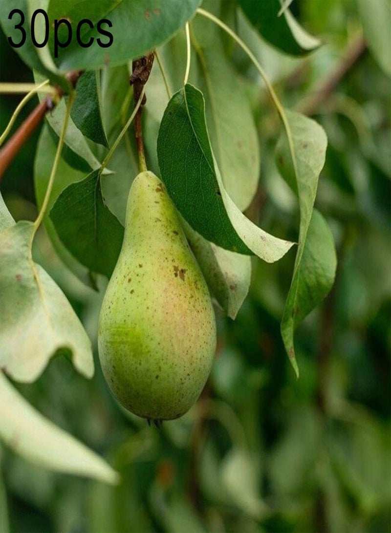 جي جوت 30/60 قطعة من بذور شجرة الكمثرى، فاكهة حلوة ولذيذة، نباتات بونساي للحديقة والمزرعة - 30 قطعة من بذور شجرة الكمثرى - Image 1