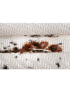 PILARKING Bed Bug Powder 100g of 3 Packs  - Image 2