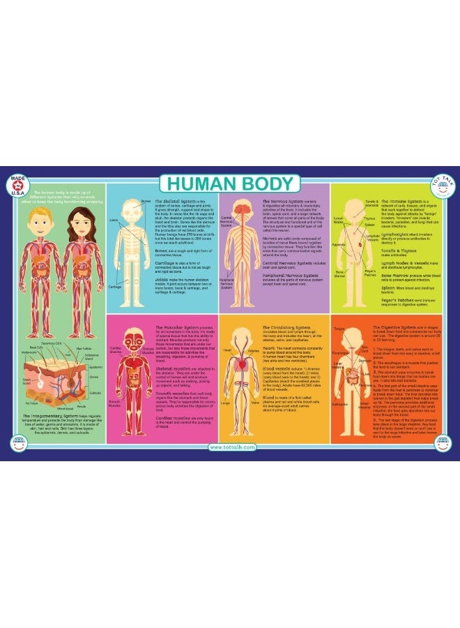 Tot Talk Human Body Educational Placemat for Kids â€“ Made in USA â€“ Durable, Double-Sided, Body's Biology, Including its Systems, Anatomy & 5 Senses â€“ Waterproof Wipeable, 17.5â€ x 11.5â€ - Image 1