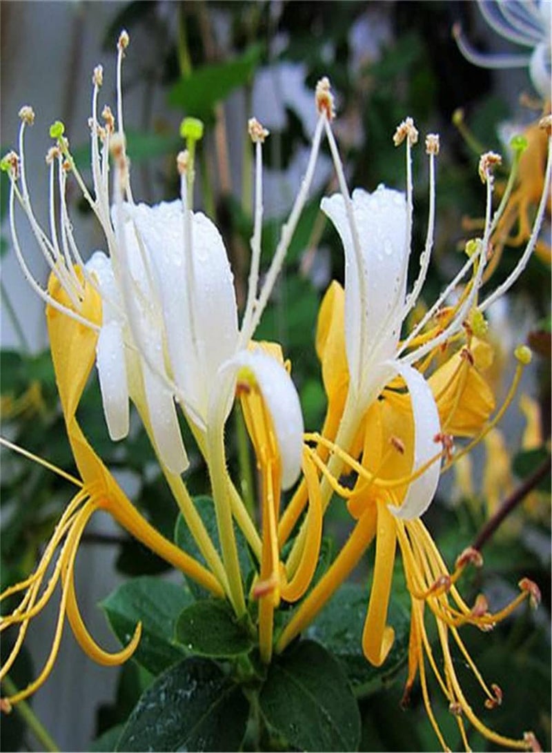 جي جوت بذور زهر العسل في المملكة المتحدة/زراعة رائعة وجميلة في الحديقة/رائحة ساحرة/بذور زهور في المملكة المتحدة/استمتع بمتعة الزراعة/عشب معمر - Image 2