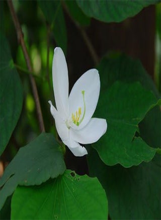 Flower Seeds : White Orchid Like Flowering Plant [Orchid Like Flower] Kitchen Garden Seeds for Balcony (1 Packet) Garden Plant Seeds - pzsku/ZEF2AF412A0C2B8B41E08Z/45/_/1735447151/f11a11e6-be08-465f-a593-6a66794d313c
