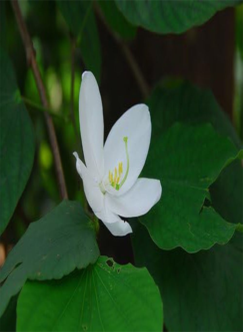 Flower Seeds : White Orchid Like Flowering Plant [Orchid Like Flower] Kitchen Garden Seeds for Balcony (1 Packet) Garden Plant Seeds