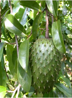 GGOOT 20Pcs Soursop Tropical Fruit Custard Graviola Annona Muricata Seeds  - Image 2