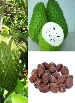 GGOOT 20Pcs Soursop Tropical Fruit Custard Graviola Annona Muricata Seeds  - Image 1