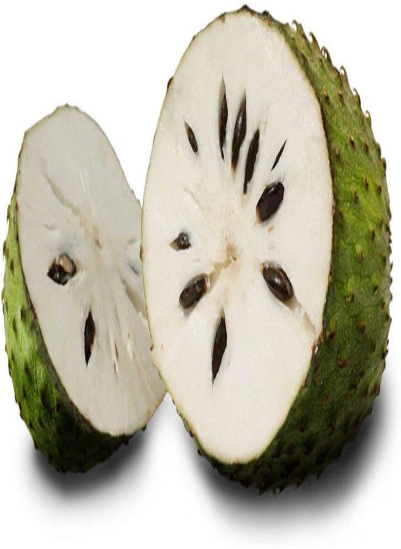 GGOOT 20Pcs Soursop Tropical Fruit Custard Graviola Annona Muricata Seeds  - Image 4