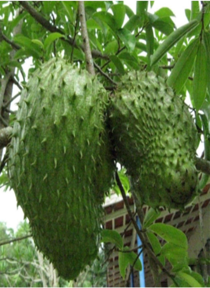 GGOOT 20Pcs Soursop Tropical Fruit Custard Graviola Annona Muricata Seeds  - Image 3