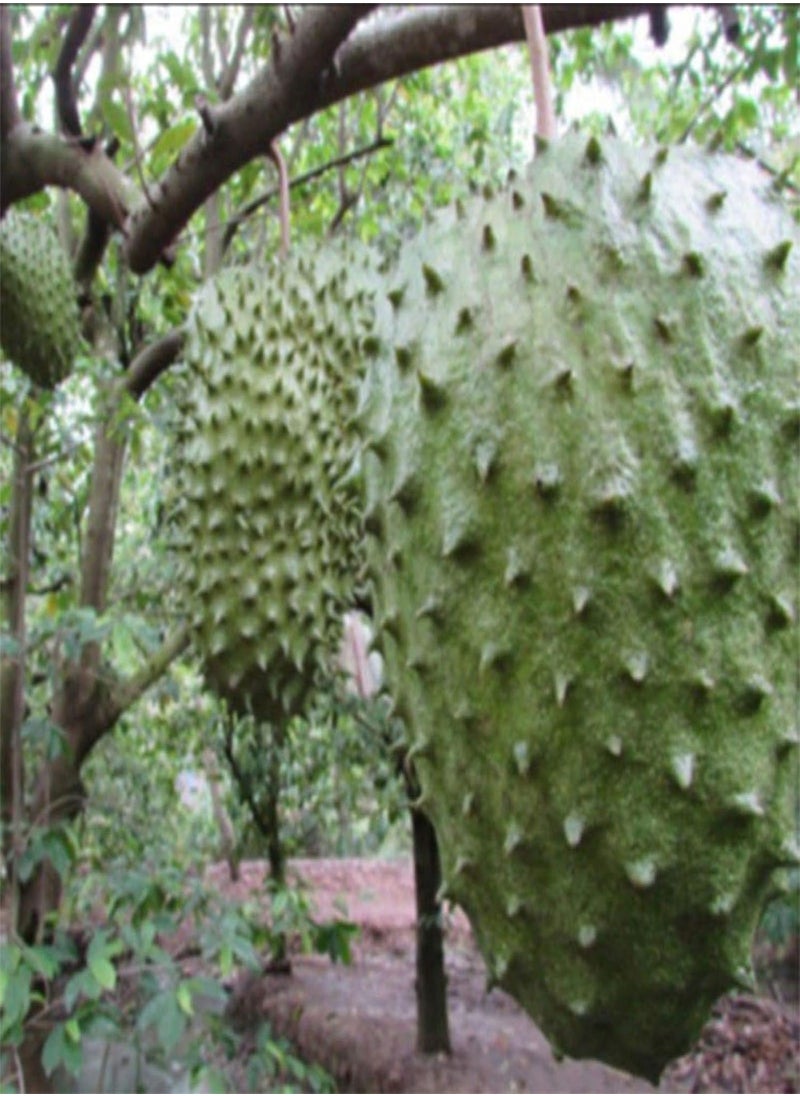 GGOOT 20Pcs Soursop Tropical Fruit Custard Graviola Annona Muricata Seeds  - Image 5
