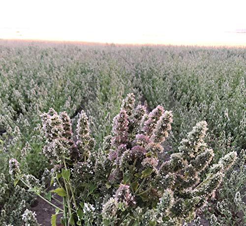 from The Field | Premium Whole Catnip Buds for Cats | Organic, USA-Grown, Fresh & Potent | Natural, Eco-Friendly Cat Treat for Play & Relaxation | Catnip for Indoor Cats | Resealable 0.5 Oz Tub - Image 2