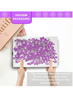 Generic Purple Dried Flowers for Resin Crafts Embellishments, 60PCS Natural Pressed Dried Flowers for Resin Jewelry DIY Phone Case Decor Candle Making Decoration  - Image 3