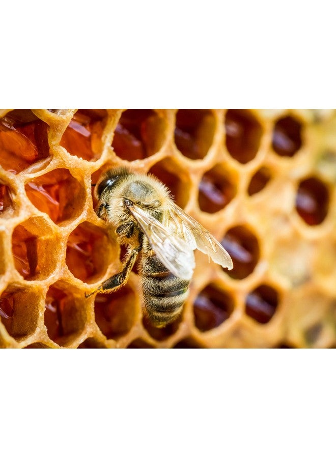 Jovvily Bee Propolis Powder - 8 oz - Lab Verified - Always Pure - No Fillers - Image 3
