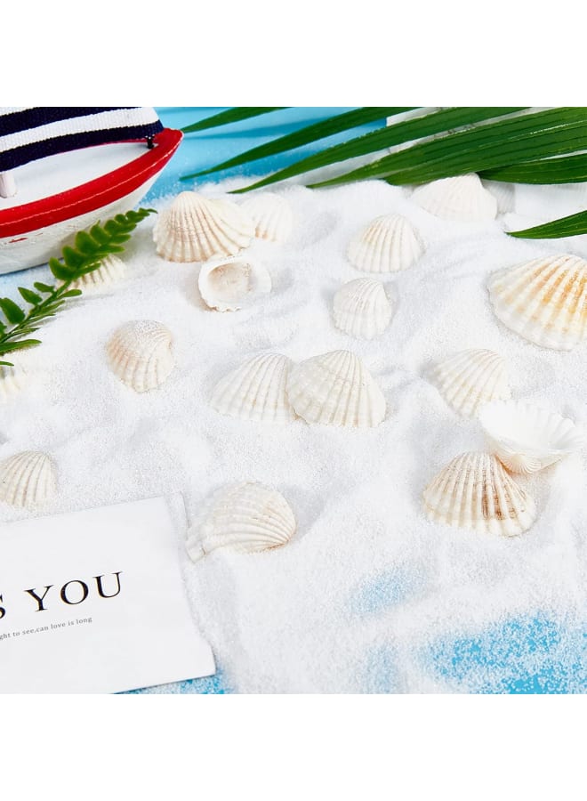 300g White Natural Conch Shell Beads Undrilled/No Hole Tiny Scallop Sea Shells Ocean Beach Seashells Craft Charms for Candle Making Home Decoration Party Wedding Decor  - Image 5