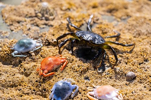 Berkley Gulp! Peeler Crab New Penny, 2" - Image 2