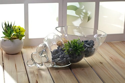 Hosley Glass Shell Vase 8 Inches Long Ideal Gift for Weddings Spa Aromatherapy Floral Arrangements Bowl for Orbs DIY Craft Projects LED Votive Candle Gardens O9 - Image 3