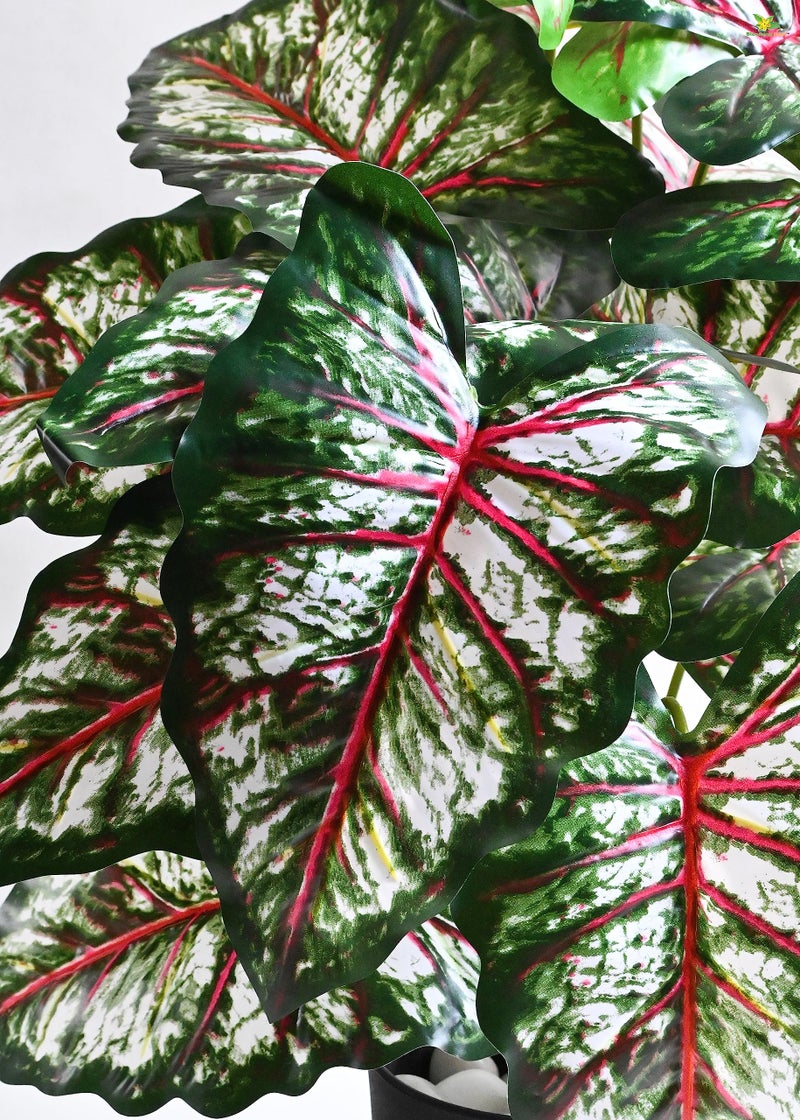 Blooming Floret Polyester Artificial Plant Tropical Caladium 78.7 Cm Tall Plant|18 Leaves|With Basic Black Pot|Ornamental Plant For Interior Decor/Home Decor/Office Decor|Big Indoor Plant|Durable - Image 2