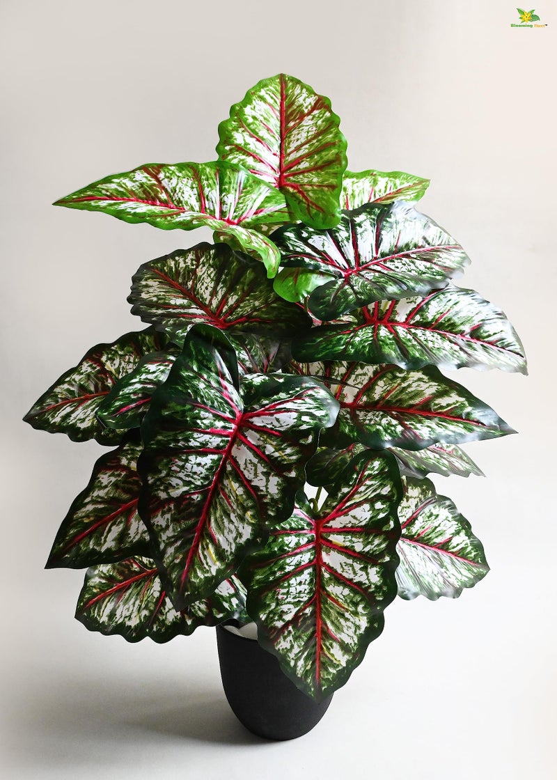 Blooming Floret Polyester Artificial Plant Tropical Caladium 78.7 Cm Tall Plant|18 Leaves|With Basic Black Pot|Ornamental Plant For Interior Decor/Home Decor/Office Decor|Big Indoor Plant|Durable - Image 1