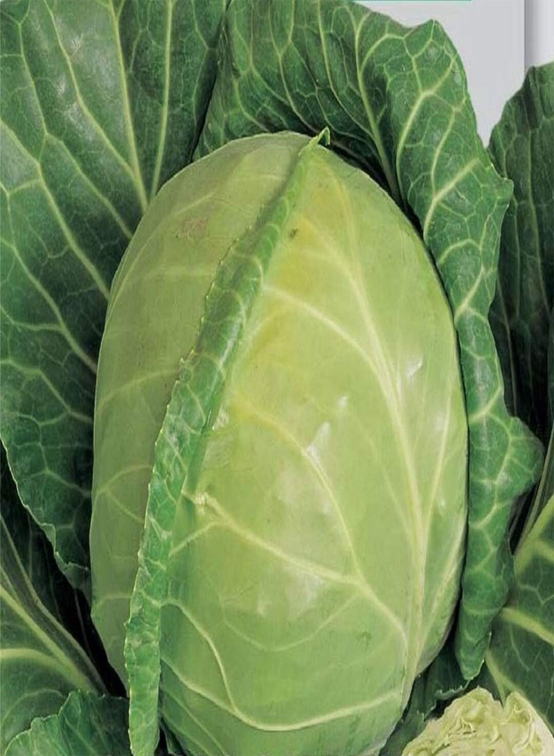 GGOOT Seeds of White Cabbage Langedijker Dauer