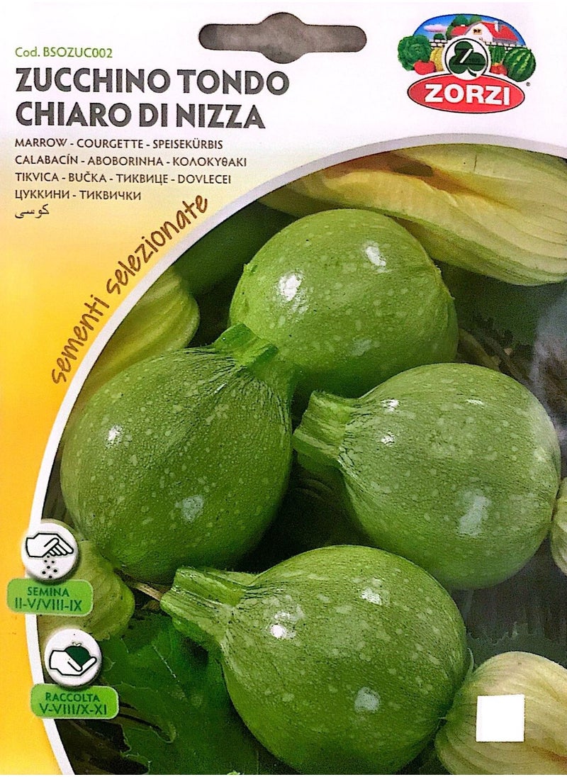 ZORZI - ZUCCHINO Tondo CHIARO di Nizza Seeds - Image 1