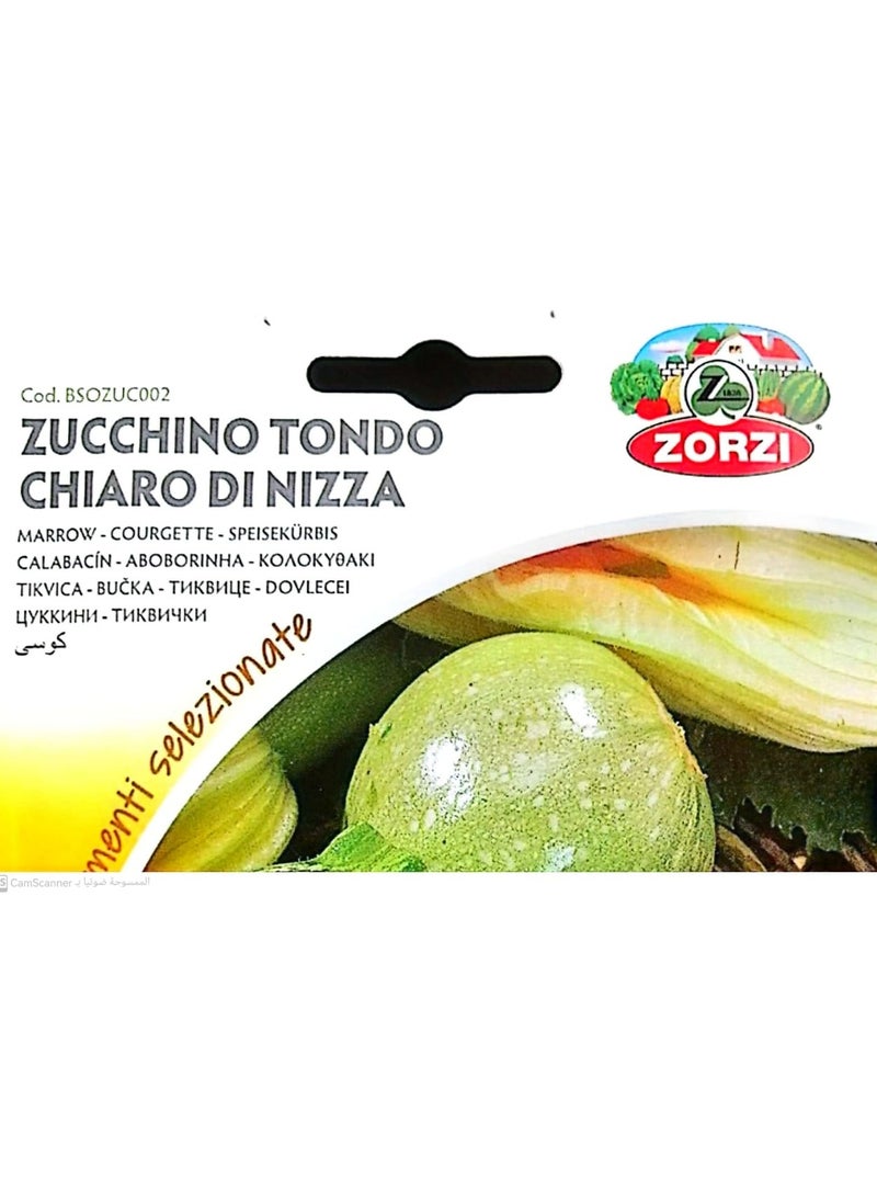 ZORZI - ZUCCHINO Tondo CHIARO di Nizza Seeds - Image 1