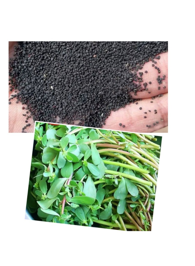 1000 قطعة من بذور الرجلة عالية الجودة - Image 1