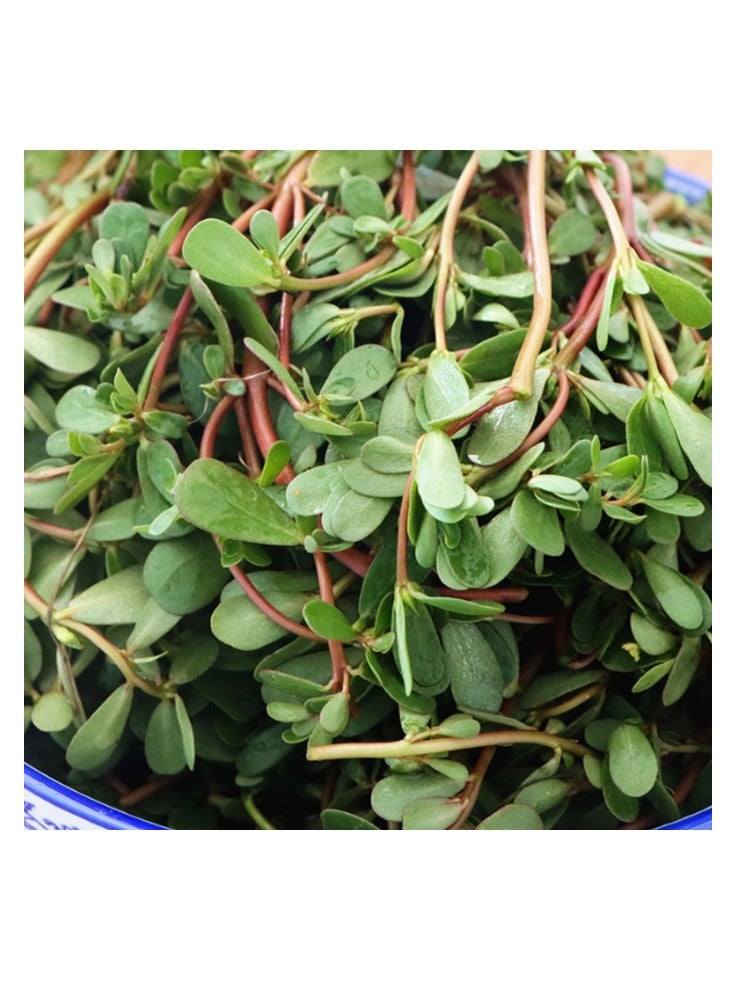 1000 قطعة من بذور الرجلة عالية الجودة - Image 2