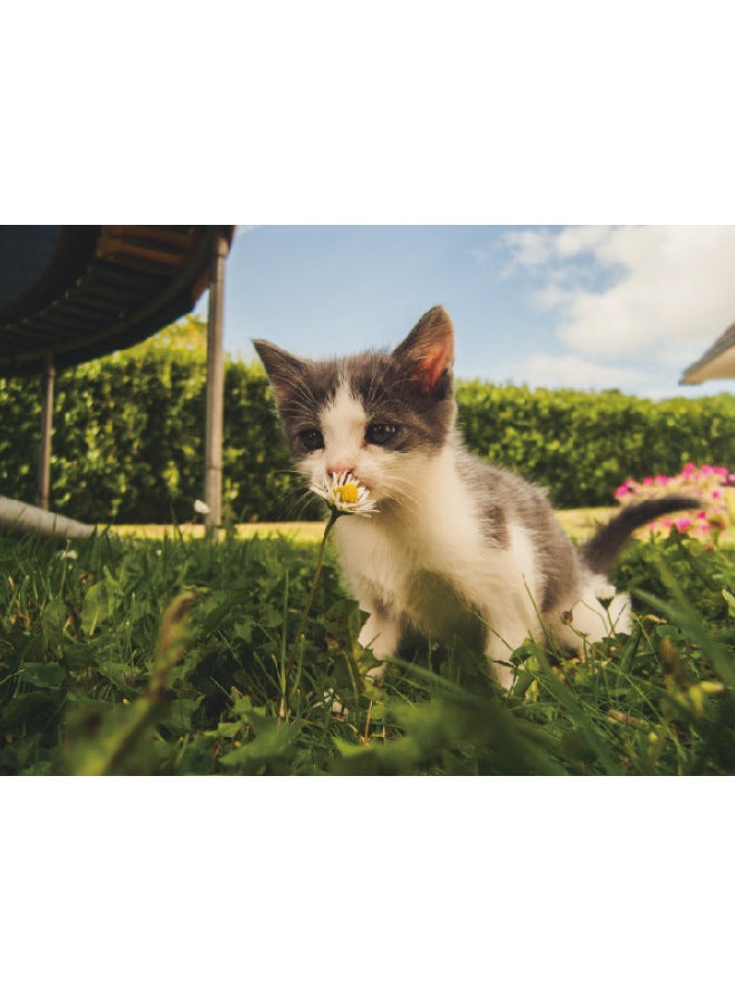 Custom 500 Pieces Of Gradient Round Jigsaw E-commerce Color Cognitive Educational Toys Jigsaw Puzzle-Colour:Kitten - Image 1