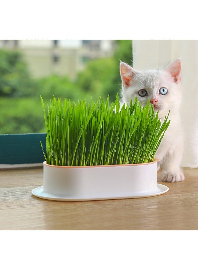 وعاء زراعة عشب مائي للقطط (بدون بذور)، وعاء بلاستيكي للحيوانات الأليفة - Image 5