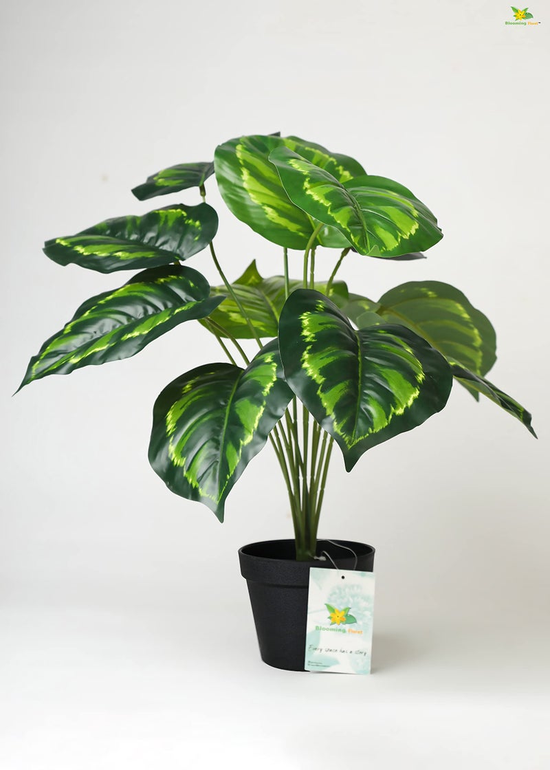 Blooming Floret Philodendron Plant - Image 1