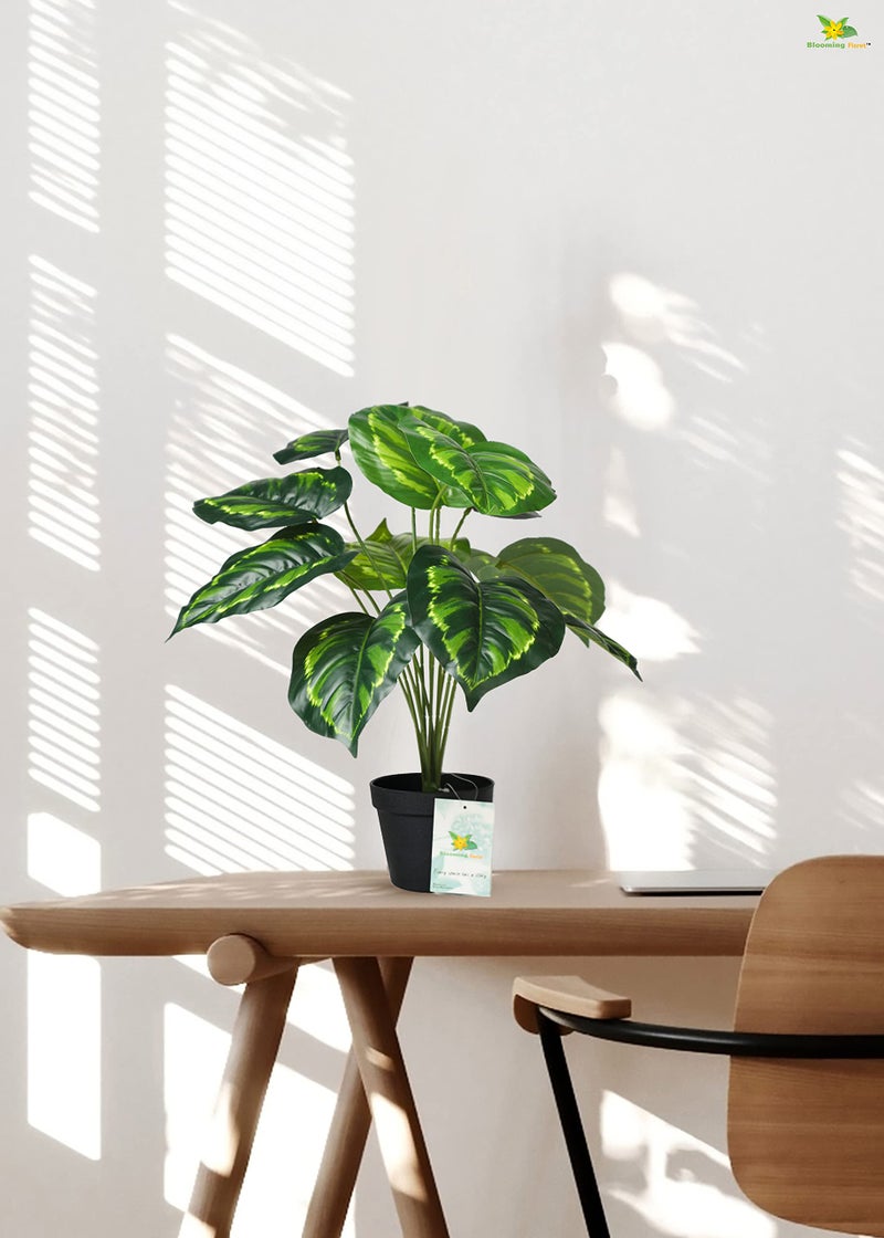 Blooming Floret Philodendron Plant - Image 4