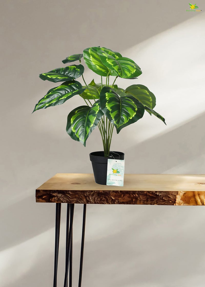 Blooming Floret Philodendron Plant - Image 5