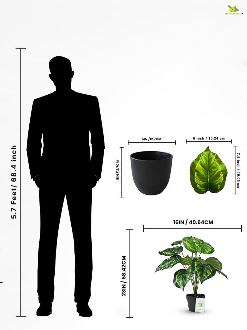 Blooming Floret Philodendron Plant - Image 3