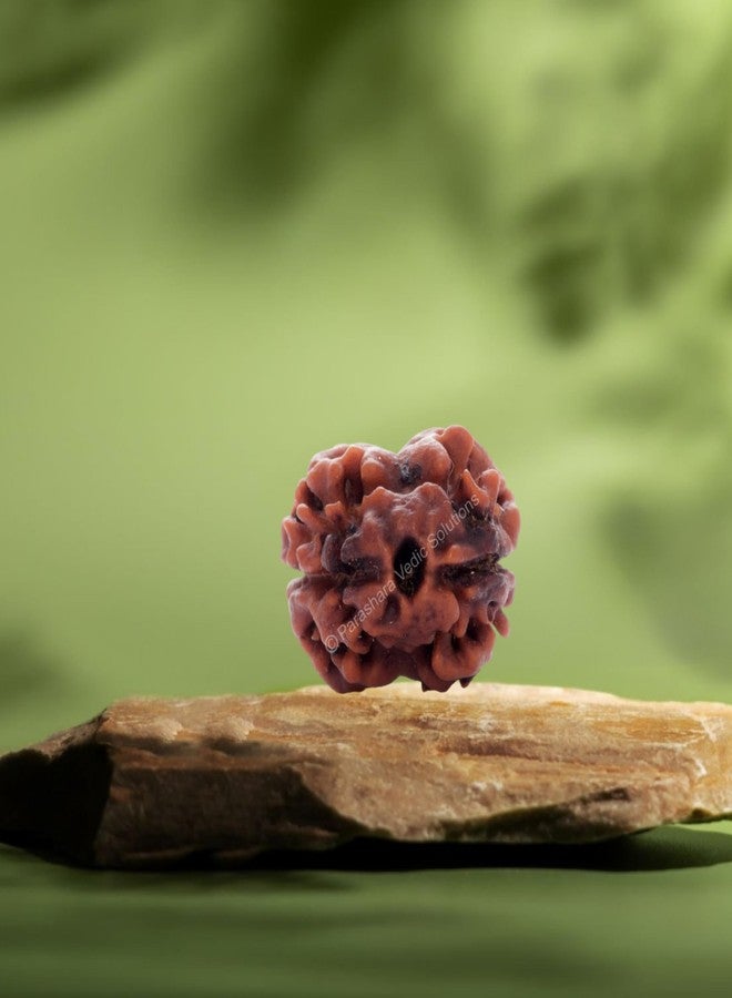 ARKAM Two Mukhi Oval Rudraksha Certified/Original 2 Mukhi Rudraksh/Natural 2 faced Rudraksha (Brown) with Certificate and Puja Instructions - Image 3
