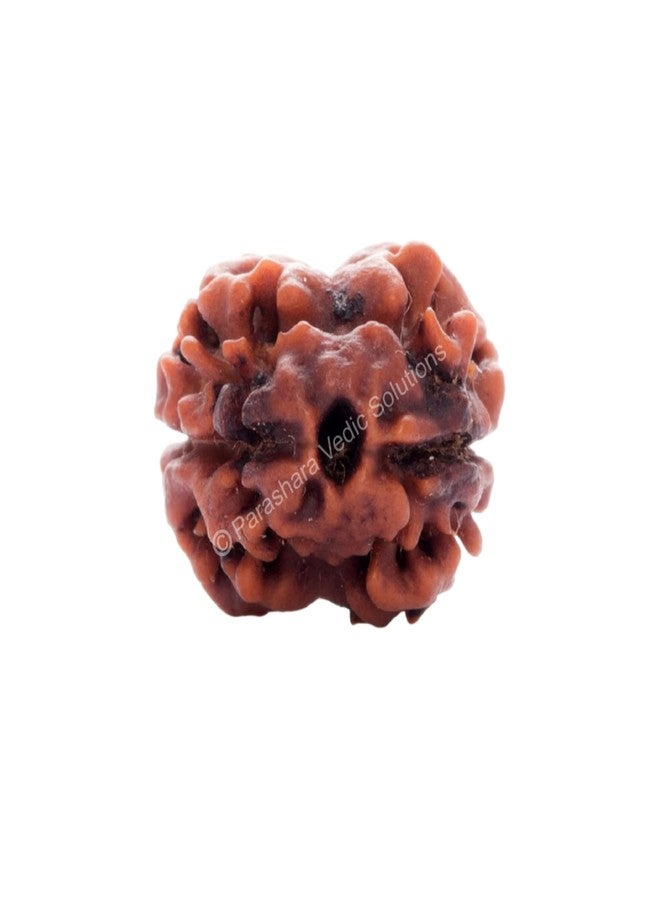 ARKAM Two Mukhi Oval Rudraksha Certified/Original 2 Mukhi Rudraksh/Natural 2 faced Rudraksha (Brown) with Certificate and Puja Instructions - Image 1