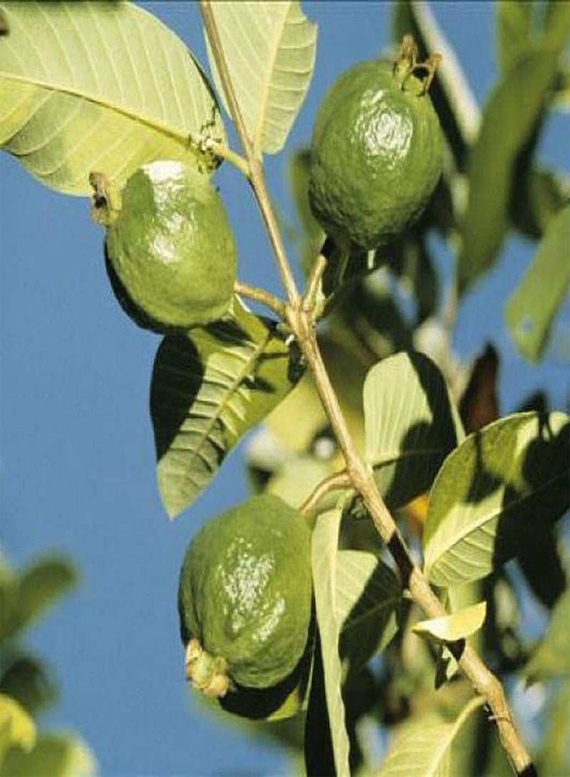 جي جوت 20 قطعة من بذور الجوافة للزراعة في الحدائق الخارجية تنبعث منها نفحات من رائحة الفواكه تجذب النحل والفراشات وتخلق جوًا فريدًا - Image 2