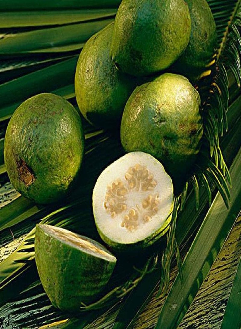 جي جوت 20 قطعة من بذور الجوافة للزراعة في الحدائق الخارجية تنبعث منها نفحات من رائحة الفواكه تجذب النحل والفراشات وتخلق جوًا فريدًا - Image 1