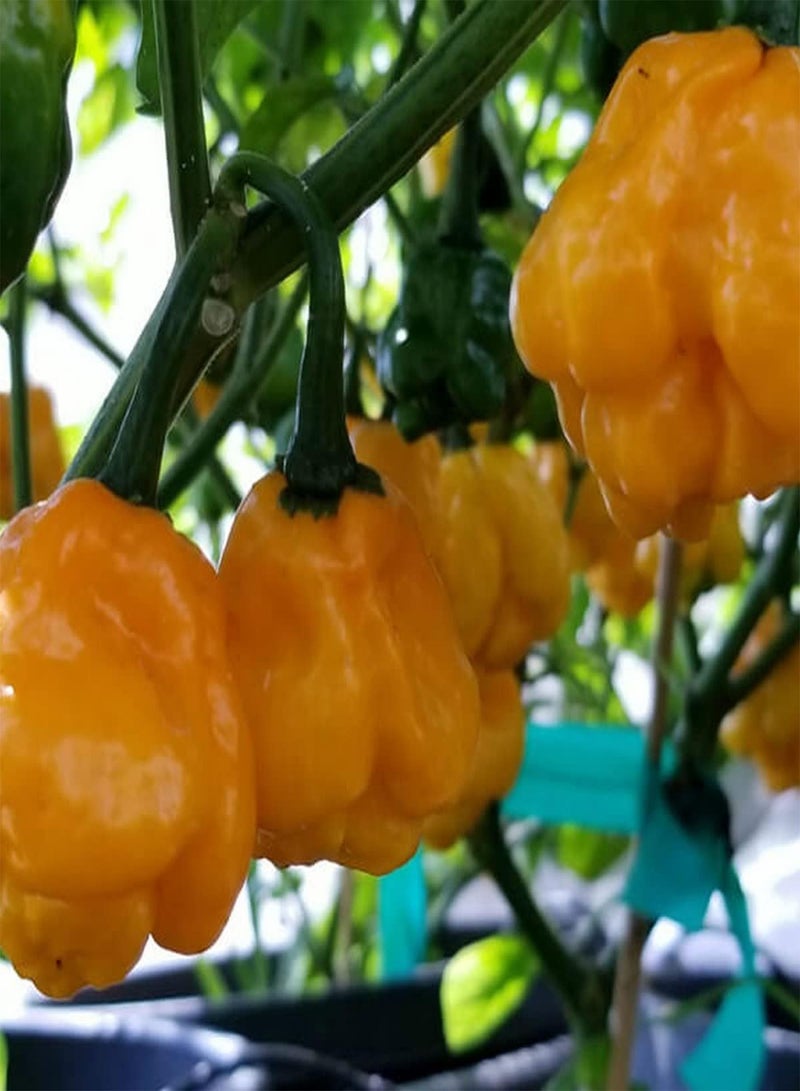 جي جوت بذور خضراوات الفلفل الاسكتلندي الأصفر - كابسيكوم تشينينس، زراعة منزلية بواسطة هيفي تورش، مجموعة زراعة واحدة - Image 5