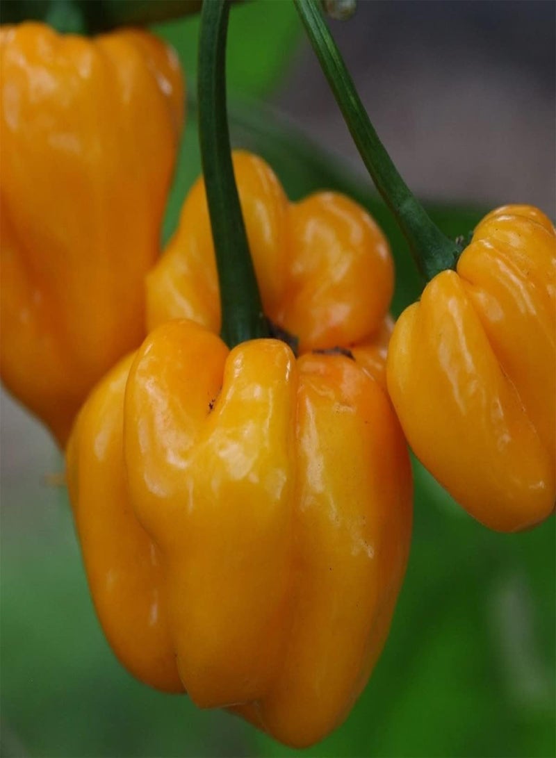 جي جوت بذور خضراوات الفلفل الاسكتلندي الأصفر - كابسيكوم تشينينس، زراعة منزلية بواسطة هيفي تورش، مجموعة زراعة واحدة - Image 4