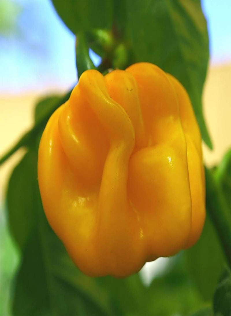 جي جوت بذور خضراوات الفلفل الاسكتلندي الأصفر - كابسيكوم تشينينس، زراعة منزلية بواسطة هيفي تورش، مجموعة زراعة واحدة - Image 3