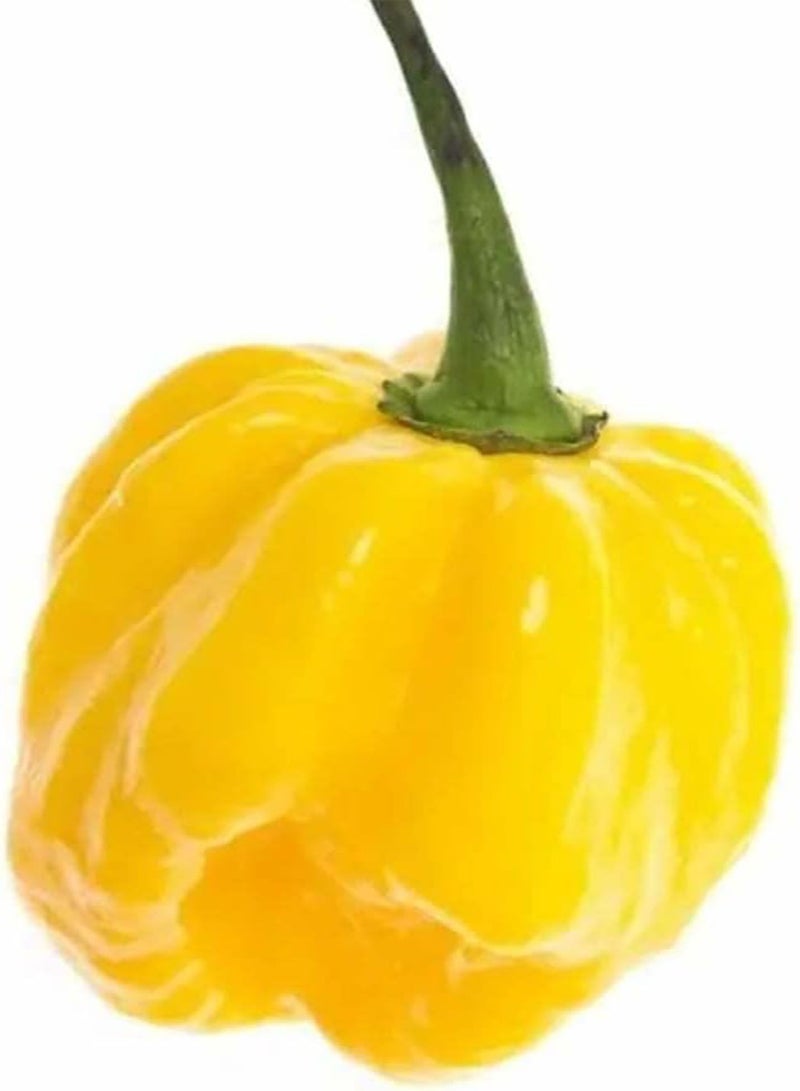 جي جوت بذور خضراوات الفلفل الاسكتلندي الأصفر - كابسيكوم تشينينس، زراعة منزلية بواسطة هيفي تورش، مجموعة زراعة واحدة - Image 2