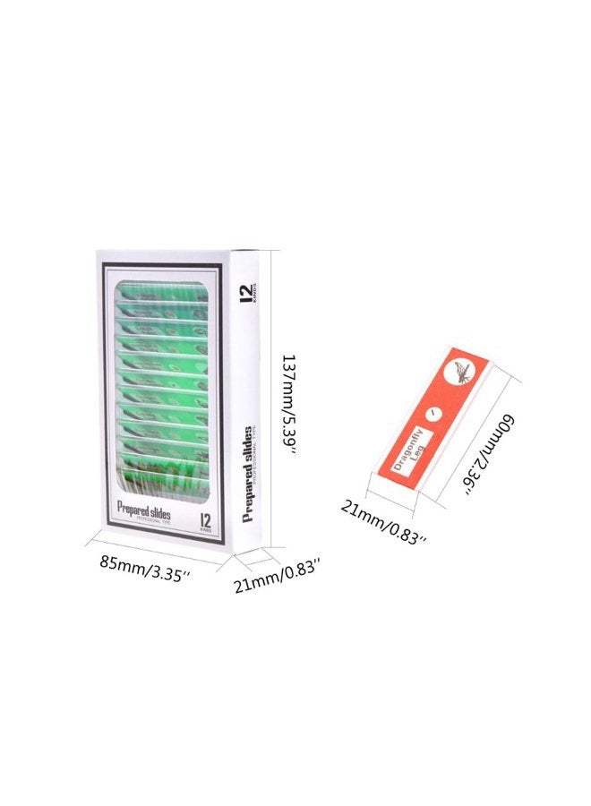 Jiusion 60Pcs Prepared Microscope Slides Specimen Animals Insects Plants Flowers Sample Biological Specimen, Stereo Microscope Slide for Kids Children Students Enlighten Education - Image 4