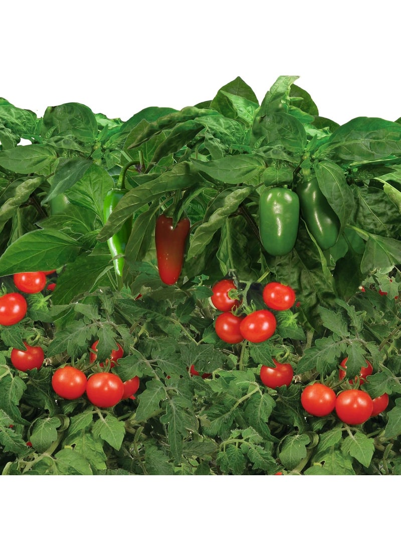 AeroGarden AeroGarden Salsa Garden Seed Pod Kit  - Image 3