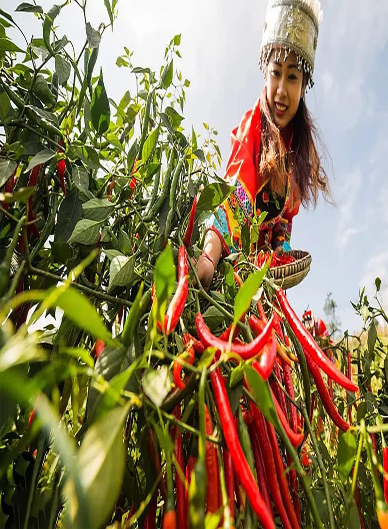 جي جوت 200 قطعة Graines De Poivron Rouge Maison Jardin Cour Extérieure Ferme Plantation Sans Pollution Pur Naturel Variétés Rares Opération Simple - Image 1