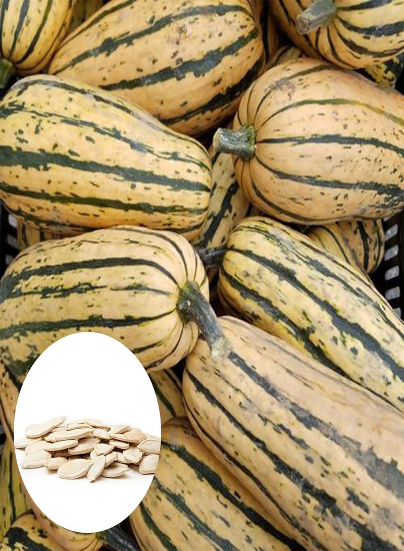GGOOT 100Pcs/Bag Delicata Squash Seeds, Healthy Nutritious Special Sweet Dumpling Squash Delicata Seeds for Yard - Seeds - Image 1