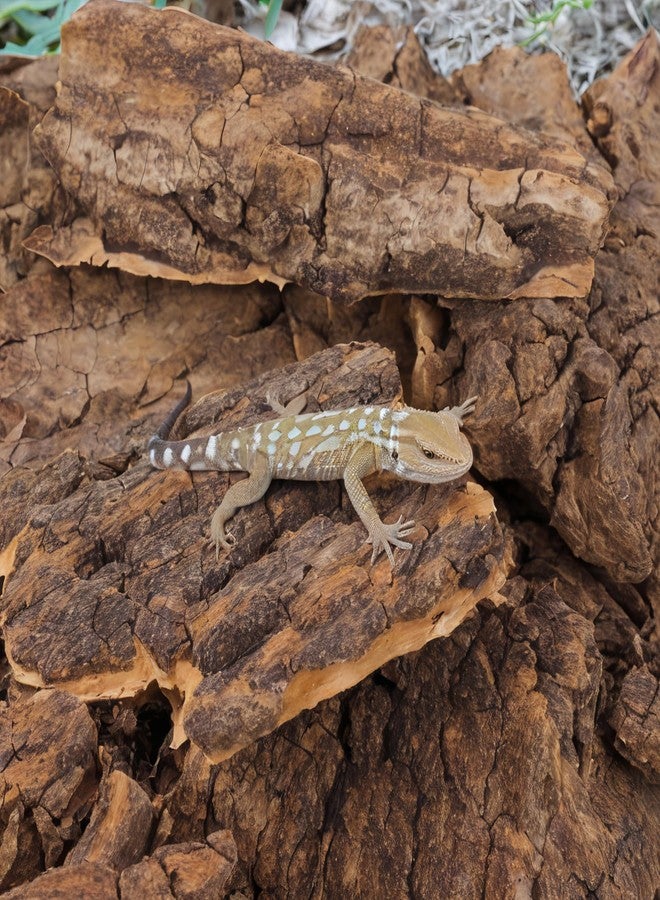 Kisangel 14Pcs Reptile Cork Bark Climbing Platform & Hiding Hut - Unique Terrarium Decorations for Reptile Habitat, Fish Tank Accessories, and Bearded Dragon Enclosure - Image 5