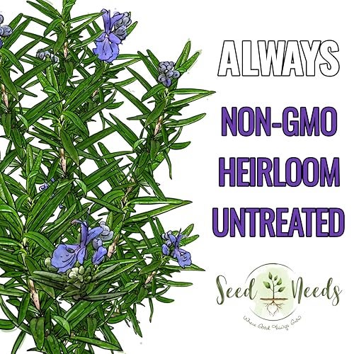 Seed Needs Rosemary Seeds for Planting - Non-GMO Heirloom & Untreated Perennial Herbs to Plant a Medicinal & Culinary Kitchen Garden Indoors or Outdoors (1 Pack) - Image 4