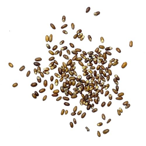 Seed Needs Rosemary Seeds for Planting - Non-GMO Heirloom & Untreated Perennial Herbs to Plant a Medicinal & Culinary Kitchen Garden Indoors or Outdoors (1 Pack) - Image 5