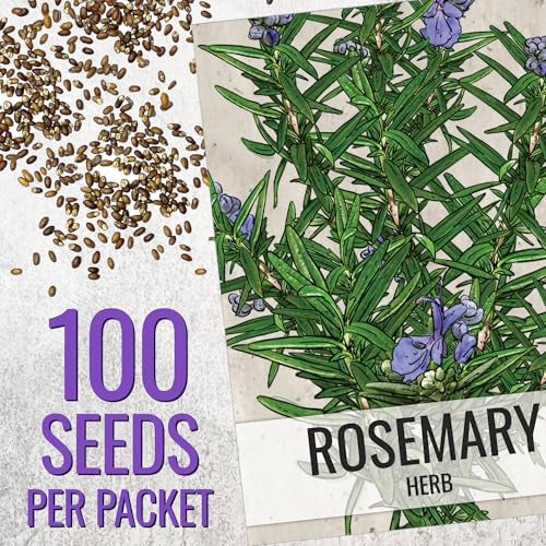 Seed Needs Rosemary Seeds for Planting - Non-GMO Heirloom & Untreated Perennial Herbs to Plant a Medicinal & Culinary Kitchen Garden Indoors or Outdoors (1 Pack) - Image 2